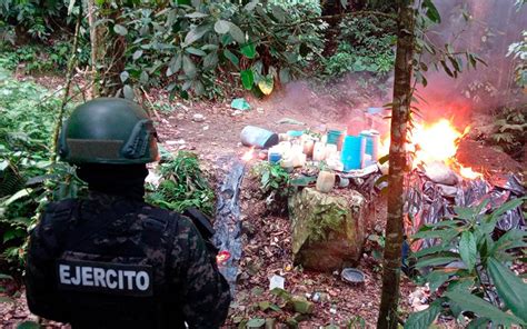 Masiva Destrucci N De Hojas De Coca En Monta As De Olanchito Diario