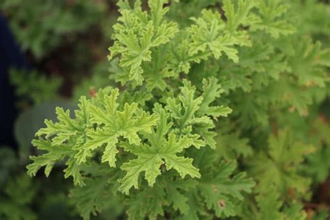 Citronella Plant: How to Grow and Use Citronella Plants