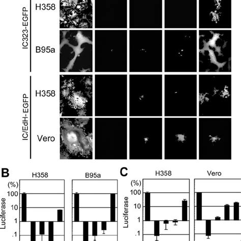 Wt MV Infection Of NCI H358 A Replication Kinetics NIC H358