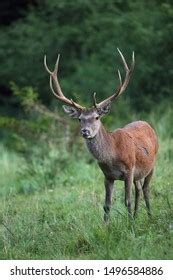 Mule Deer Buck Huge Antlers Profile Stock Photo Edit Now 107539631