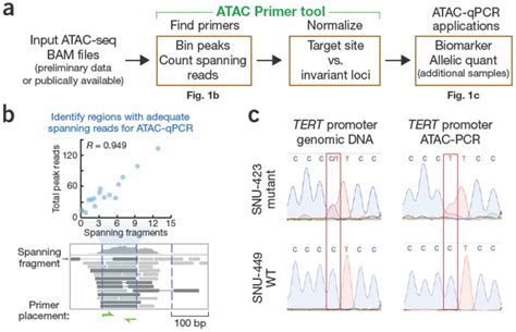 ATAC Primer Tool For Targeted Analysis Of Accessible Chromatin