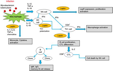 Effect of leptin on immune cell differentiation and immune responses.... | Download Scientific ...