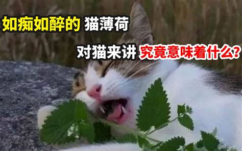 猫薄荷对猫来讲意味着什么？ 哔哩哔哩