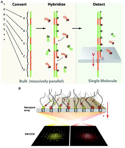 Schematic Illustration Of A Nanopore Sequencing Device A A U Tube