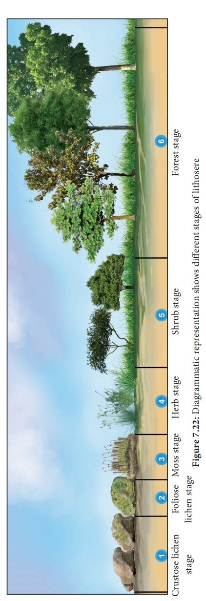 Plant Succession Causes Characteristics Types Process