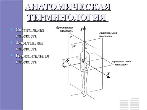 Строение организма человека - презентация онлайн