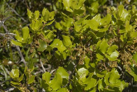 Quercus Coccifera Kermes Oak