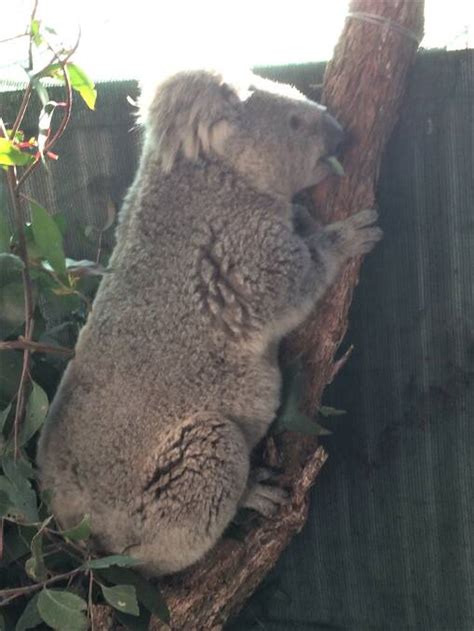 Rescued Koala In Rehab At Potoroo Palace Animal Sanctuary South Coast