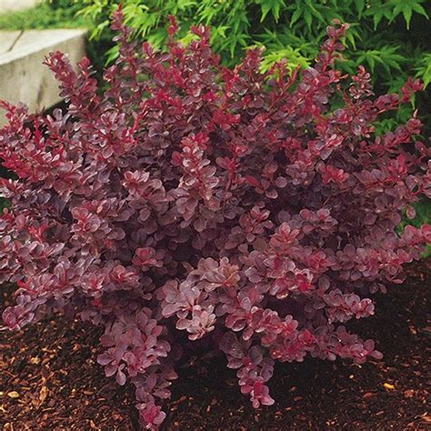 61 Best Burgundy Plants Images On Pinterest Gardening Beautiful