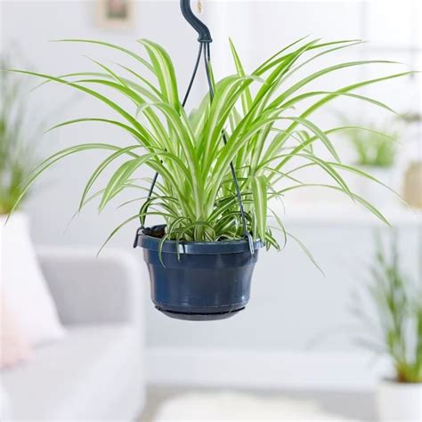 Buy Variegated Spider Plant Chlorophytum Comosum Variegatum Delivery By Waitrose Garden