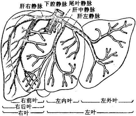 图240 肝静脉在肝内的分支 基础医学 医学