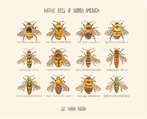 Native Bees Of North America An Art Print By Liz Anna Kozik Inprnt