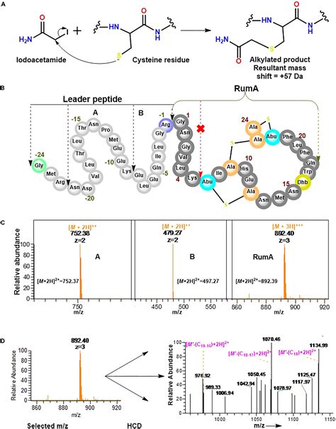 Frontiers Heterologous Biosynthesis Modifications And Structural