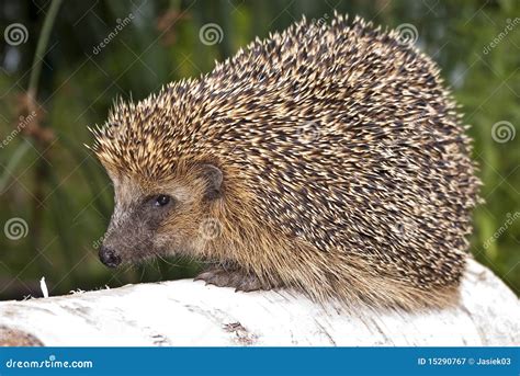 Hedgehog brown stock image. Image of outdoor, animal - 15290767