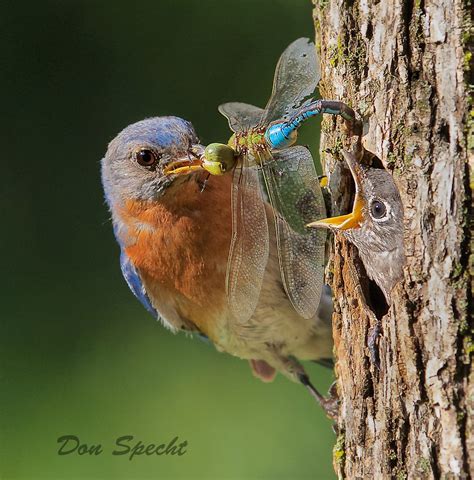 DS Eastern Bluebird Feeding Nestling The Wild Focus Project