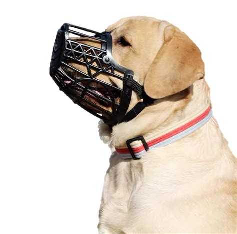 Can A Dog Muzzle Stop Barking