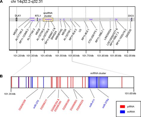 Schematic Of The Dlk1 Dio3 Imprinted Locus Genomic Coordinates Are