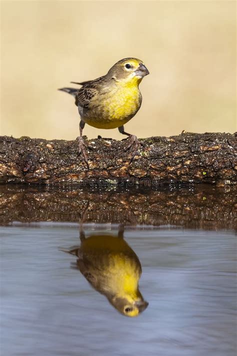 Saffron Finch Sicalis Flaveola Stock Image Image Of Yellow Pampa