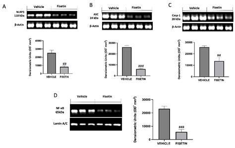 Ijms Free Full Text Fisetin A Natural Polyphenol Ameliorates