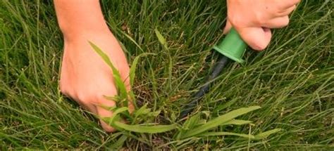 Identifying Quackgrass