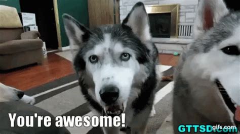 Youre Awesome Husky GIF - Youre Awesome Husky Siberian Husky - Discover & Share GIFs | Husky ...