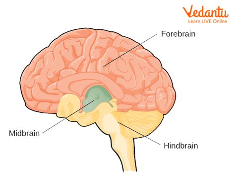 Nerve Signals Learn Important Terms And Concepts