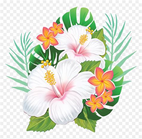 Rosemallows Hawaiian Hibiscus Flower Hawaiian Flowers Png