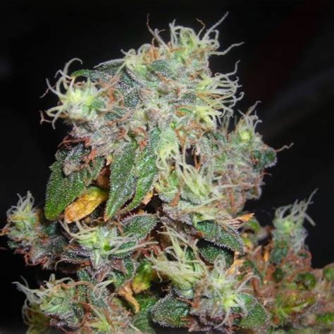 Midnight Kush Strain