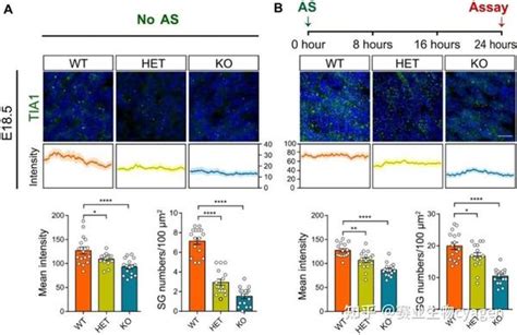 Science Advances：首次揭示应激颗粒调控基因与神经功能障碍疾病相关性 知乎