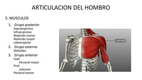 Articulacion Gleno Humeral Anatomia Y Rangos De Movimiento Ppt