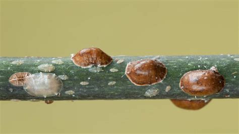 Cocciniglia Come Sconfiggere Il Flagello Delle Piante