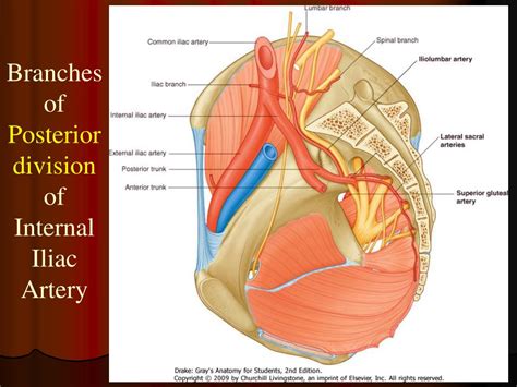 Ppt Pelvic Vessels And Nerves Powerpoint Presentation Free Download