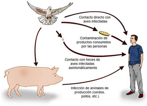 Salmonelosis causas síntomas y tratamiento eSalud