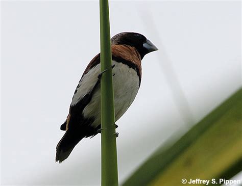 Tahiti Birds