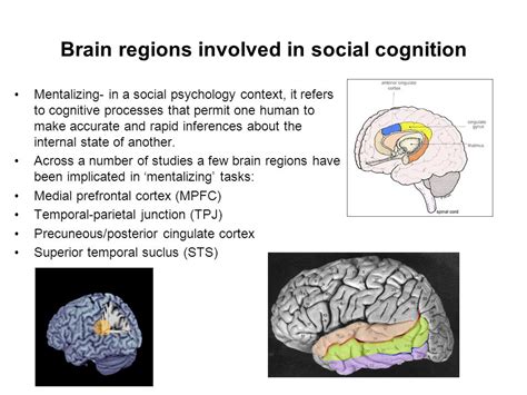 Meeting Of Minds The Medial Frontal Cortex And Social Cognition By