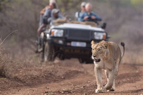 Tripadvisor Daagse Big Safari Tour Door St Lucia Hluhluwe