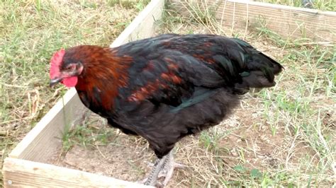 Black Sex Link Hen Or Rooster