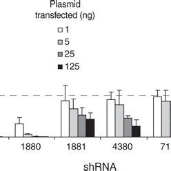 The Guide Strand Target RNA Interaction Equilibrium RISC Argonaute