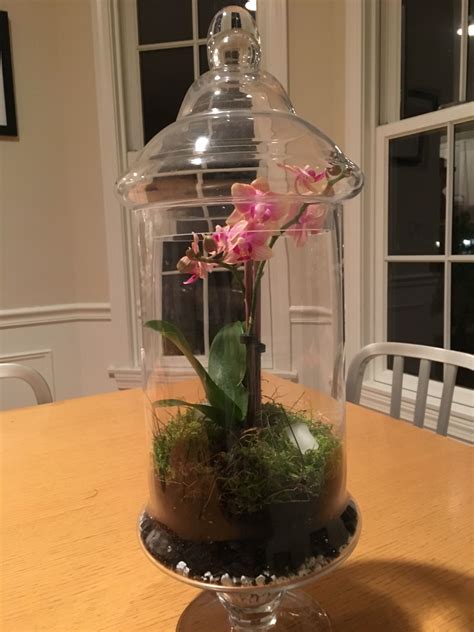 Orchid Terrarium | Orchid terrarium, Terrarium, Orchids