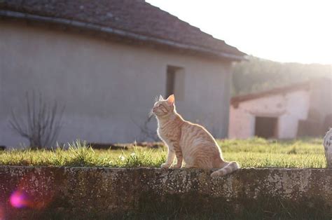 Toulouse ♥ Toulouse Cats Animals