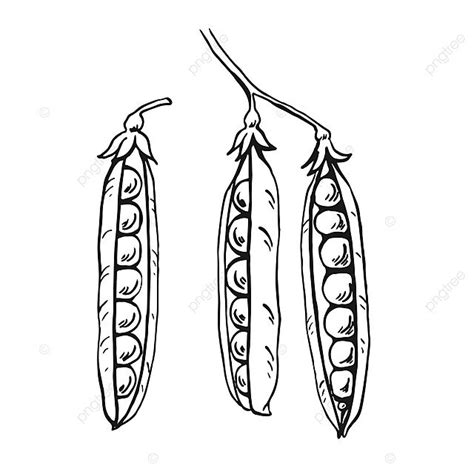 Organic Peas Pods Illustration Converted To Vector Seed Drawing Doodle