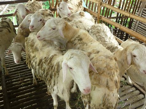 Ternak Kambing Domba Gibas