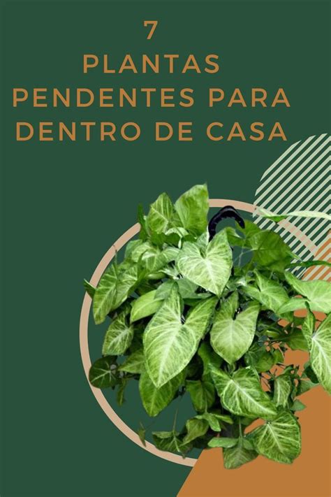 As Plantas Pendentes S O Timas Para Decorar A Sua Casa Apoiadas Em