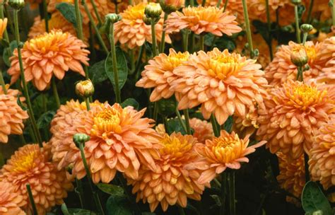 Chrysanthemum Andsalmon Talbot Paradeand 29c Chrysanthemum Andsalmon