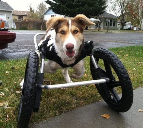 Front Support Dog Wheelchair | Ruff Rollin'