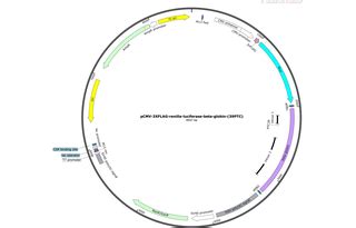 Addgene Pcmv Xflag Renilla Luciferase Beta Globin Ptc