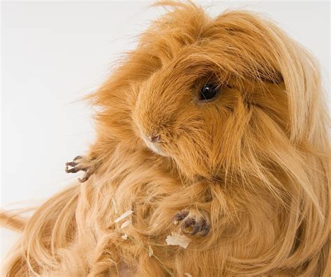 9 Long Haired Guinea Pig Breeds Plus Tips To Care For Their Long Hair