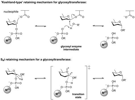 Glycosyltransferases Cazypedia