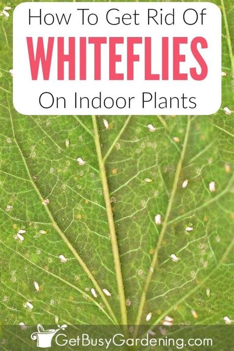 How To Get Rid Of Whiteflies On Indoor Plants For Good White Flies