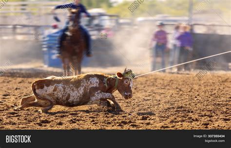 Rodeo Calf Roping A Young Animal By Cowboys On Horseback Sanctioned